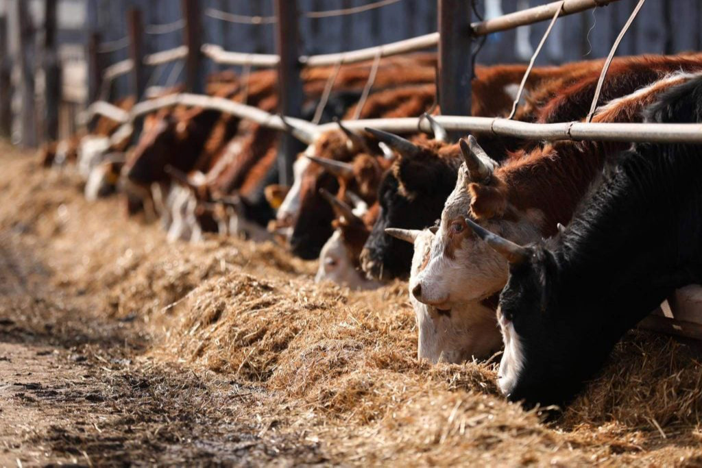“Ивомек”-ээс илүү хужир, мараатай долооцоо хэрэглэе